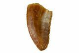 Serrated, Raptor Tooth - Real Dinosaur Tooth #147582-1